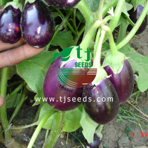TJSEEDS Tradic Junction (Madina Seed Company)