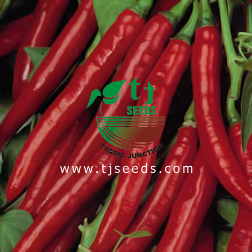 TJSEEDS Tradic Junction (Madina Seed Company)