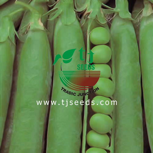 TJSEEDS Tradic Junction (Madina Seed Company)