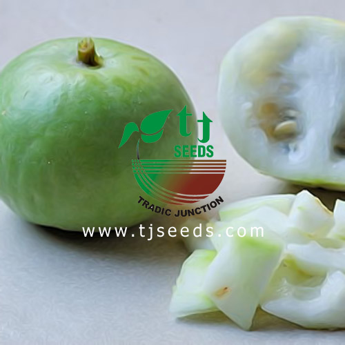 TJSEEDS Tradic Junction (Madina Seed Company)